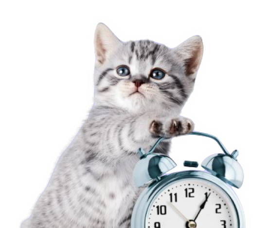 Онлайн-курс про бизнес-процессы — Правое полушарие интроверта