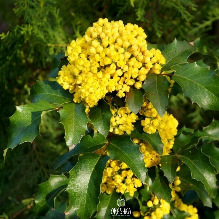 Seeds of Oregon grape (Mahonia aquifolium) — 20 pcs