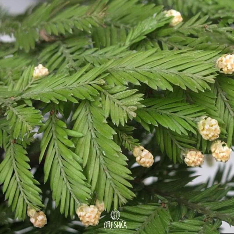 Coast Redwood mature tree garden specimen