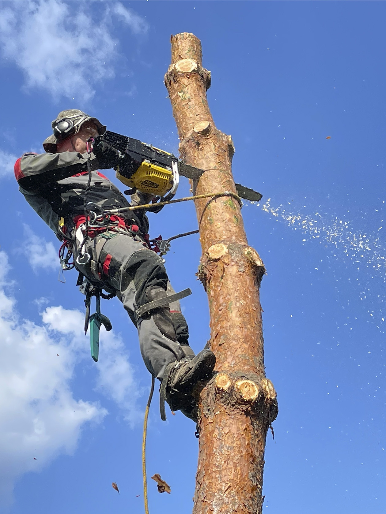 Арборист приступает к удалению аварийных ветвей дерева в городе Одинцово, Московская область