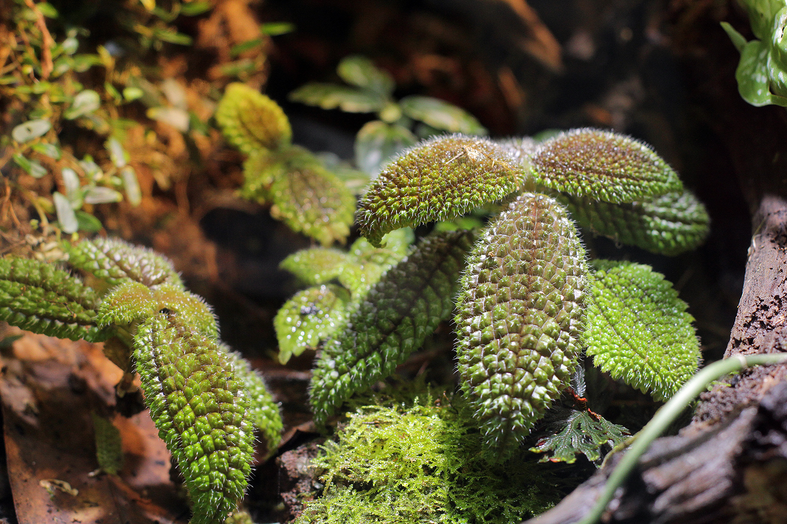 Пилея involucrata