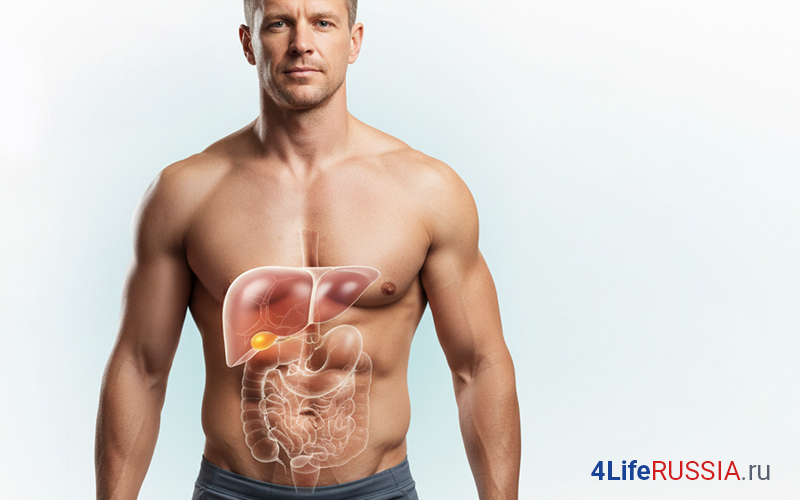 Мужчина с визуализацией печени и органов пищеварения