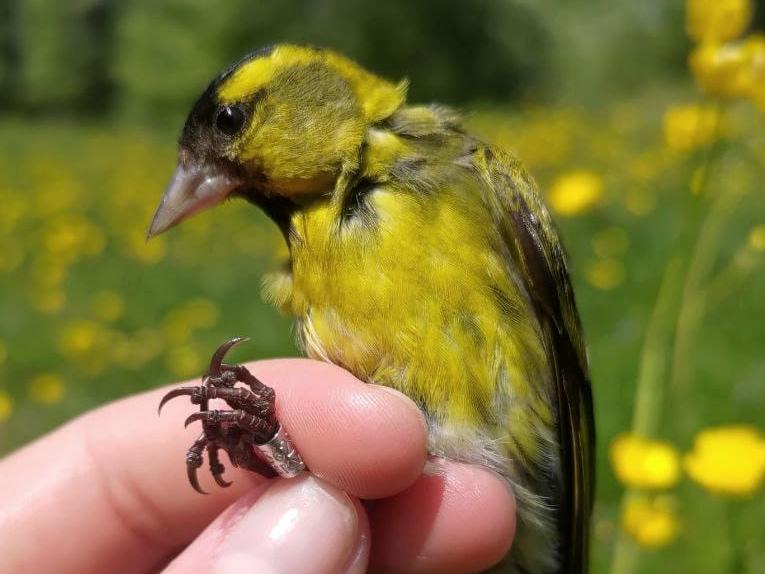 Станция кольцевания птиц «Байкальская» 