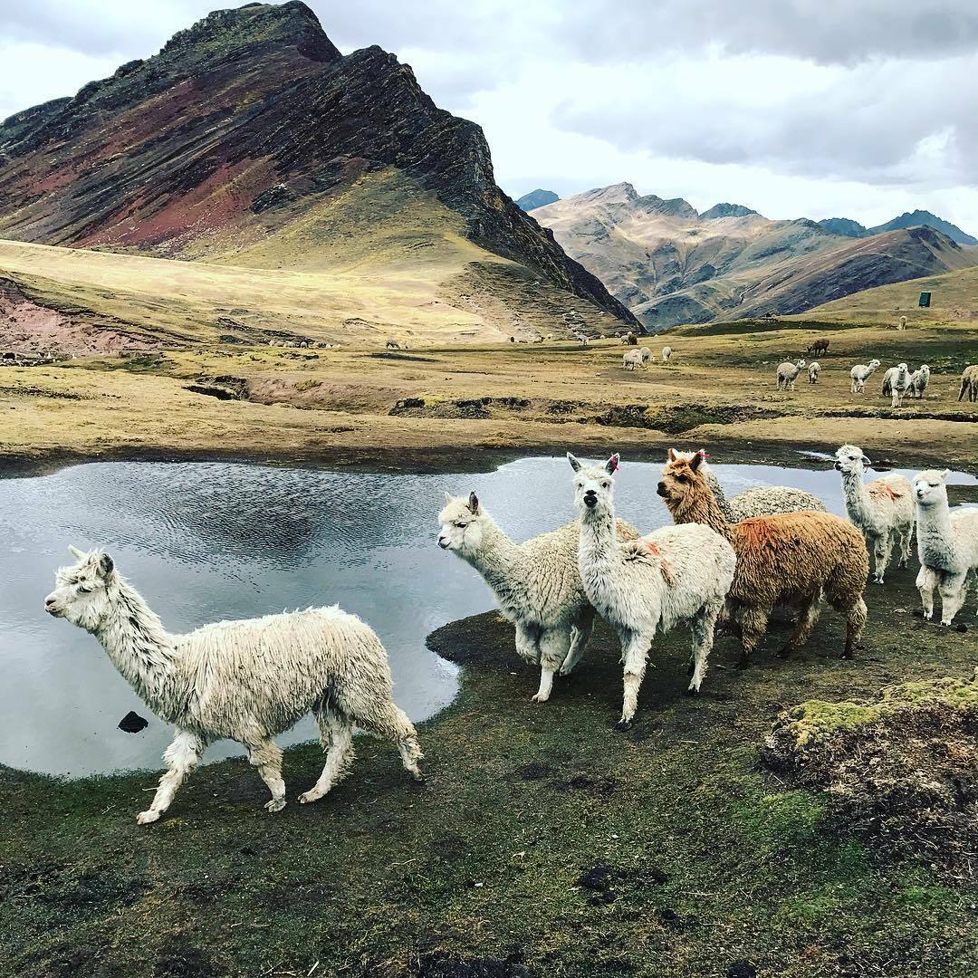 альпака в перу