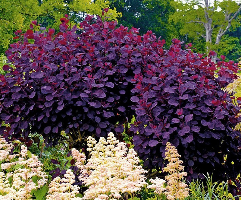 Кусты с разноцветными листьями фото и названия садовые