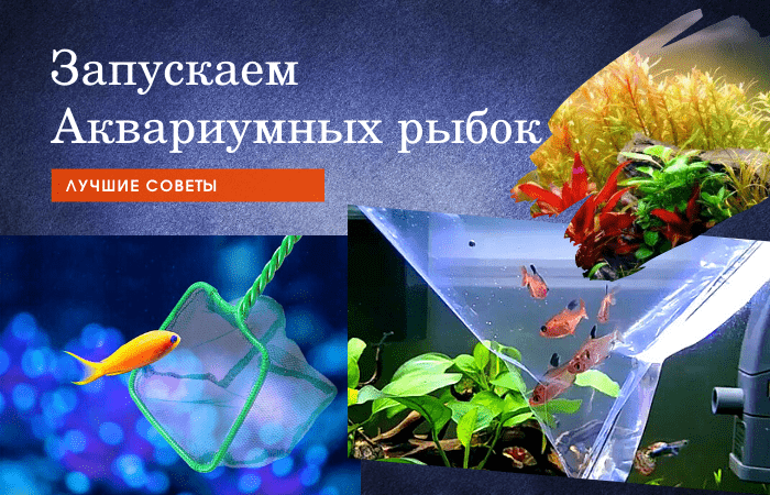 Статьи по Аквариумистике