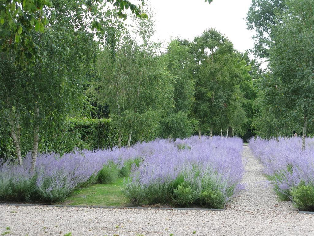 Перовския Perovskia atriplicifolia Rocketman