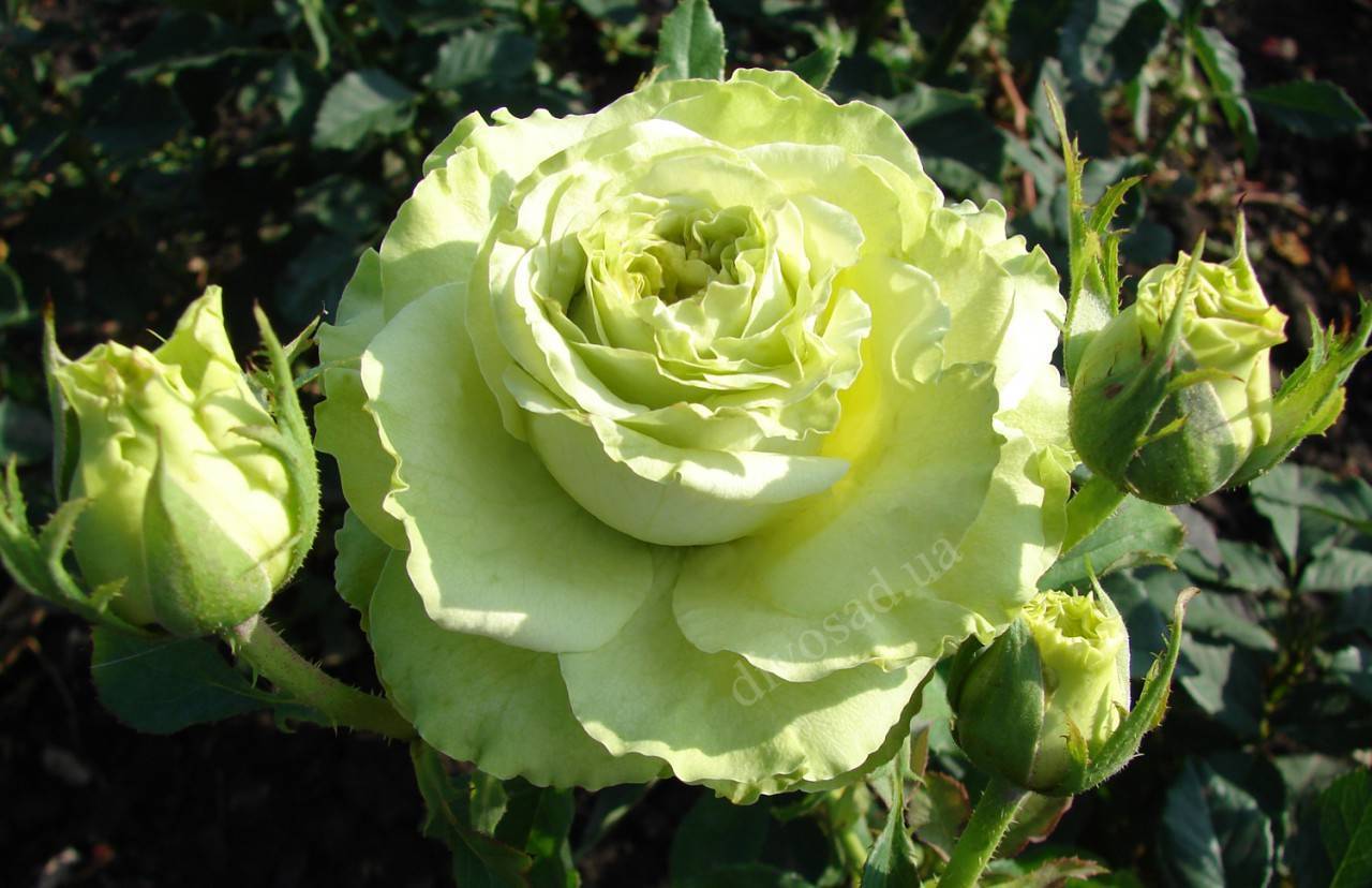 Роза чайно-гибридная супер Грин