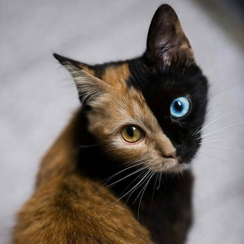 Коты необычной окраски фото