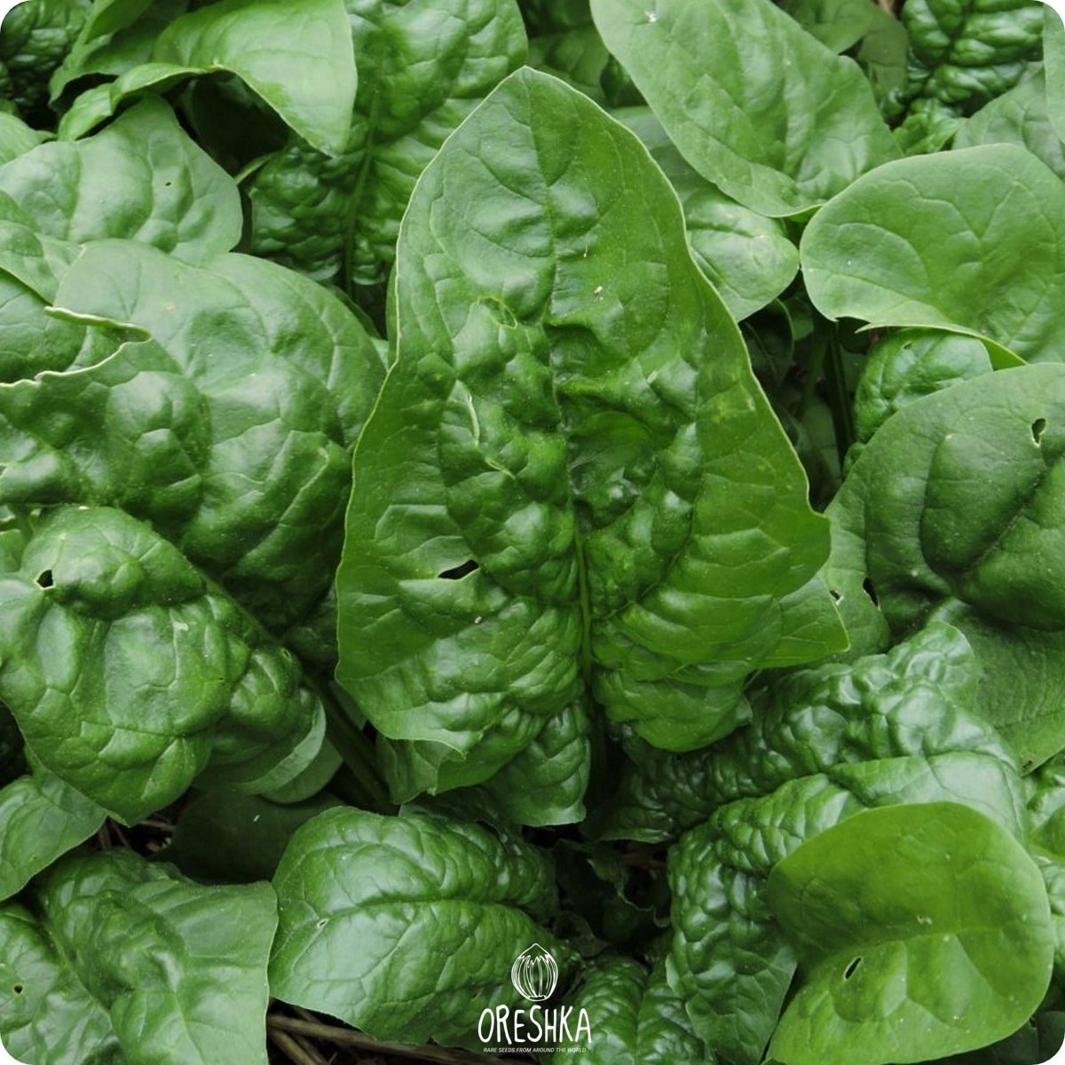 Seeds of Spinach (Spinacia oleracea) — 30 pcs