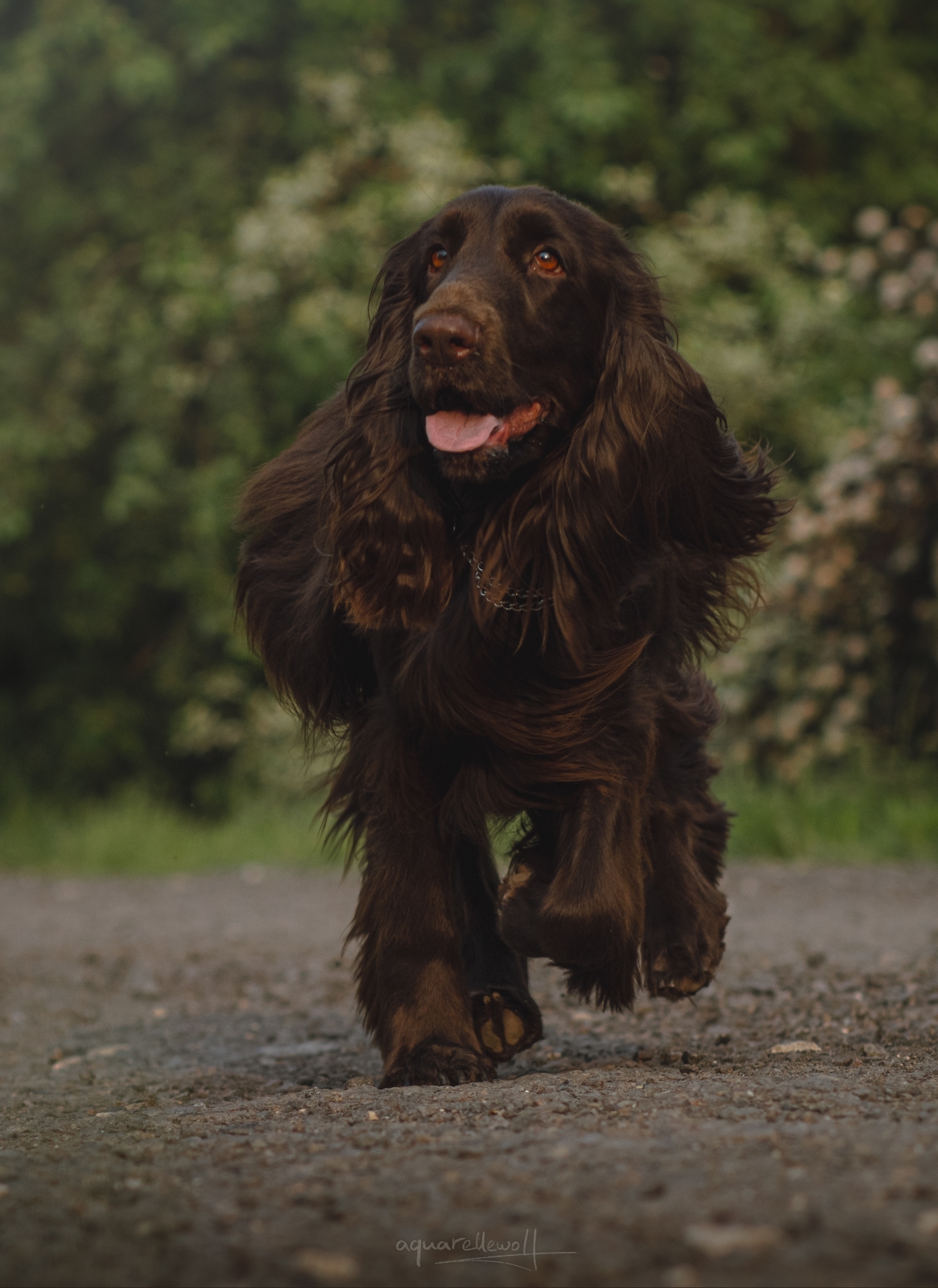 field spaniel