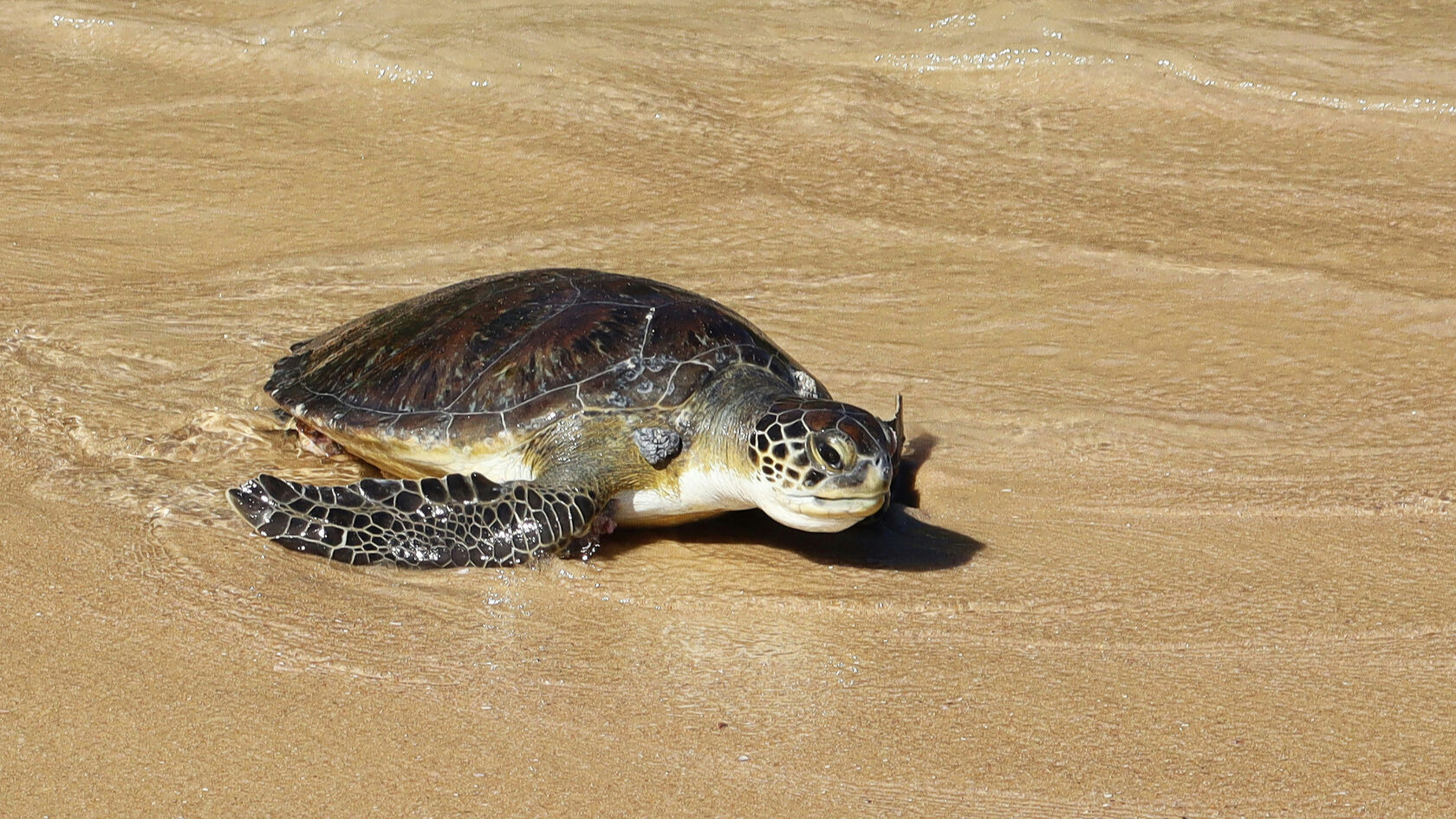 Ферма морских черепах. Шри-Ланка