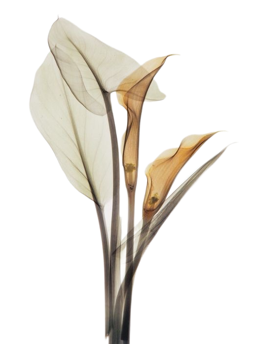 Букеты Жуковский