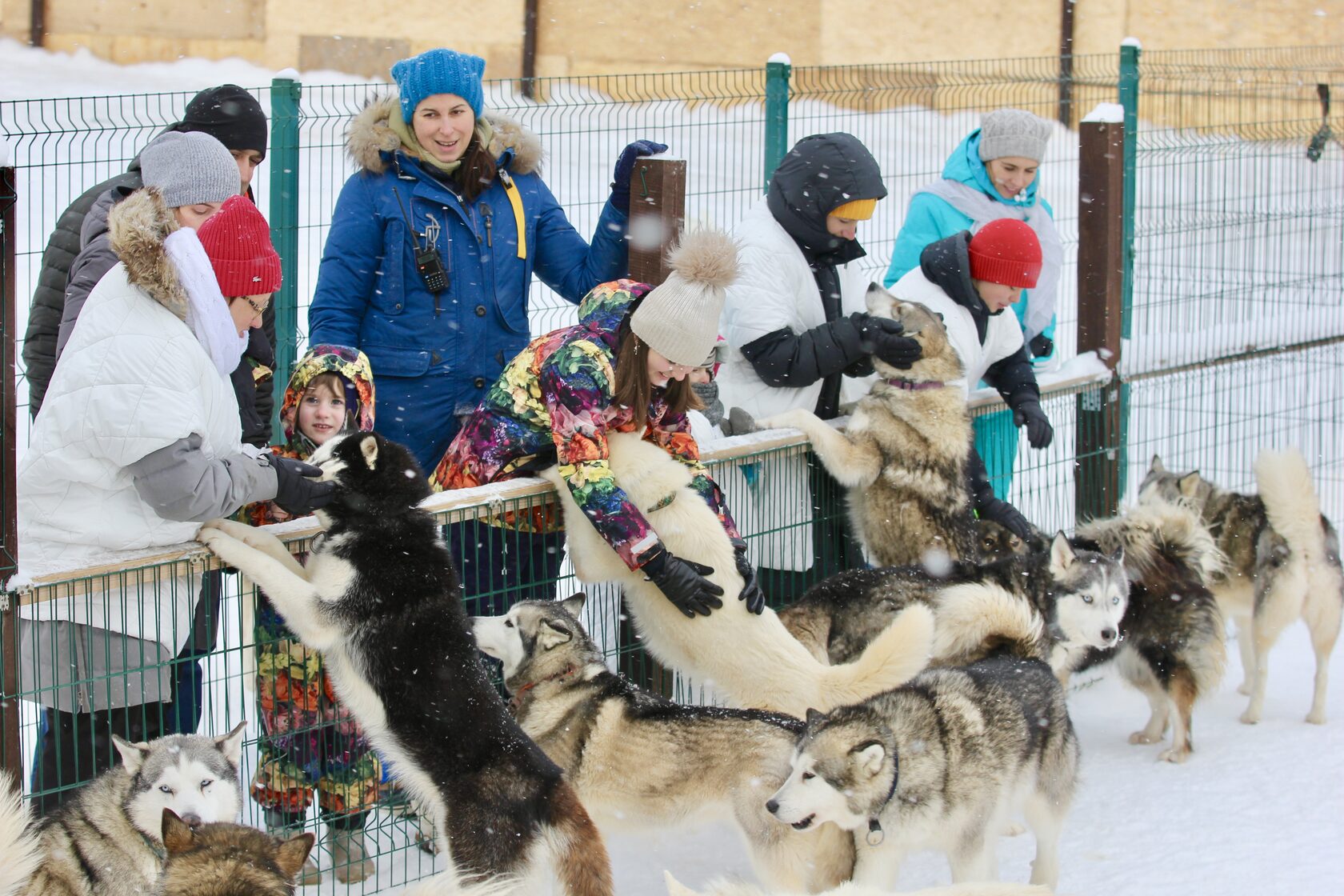 Хаски рузская аляска