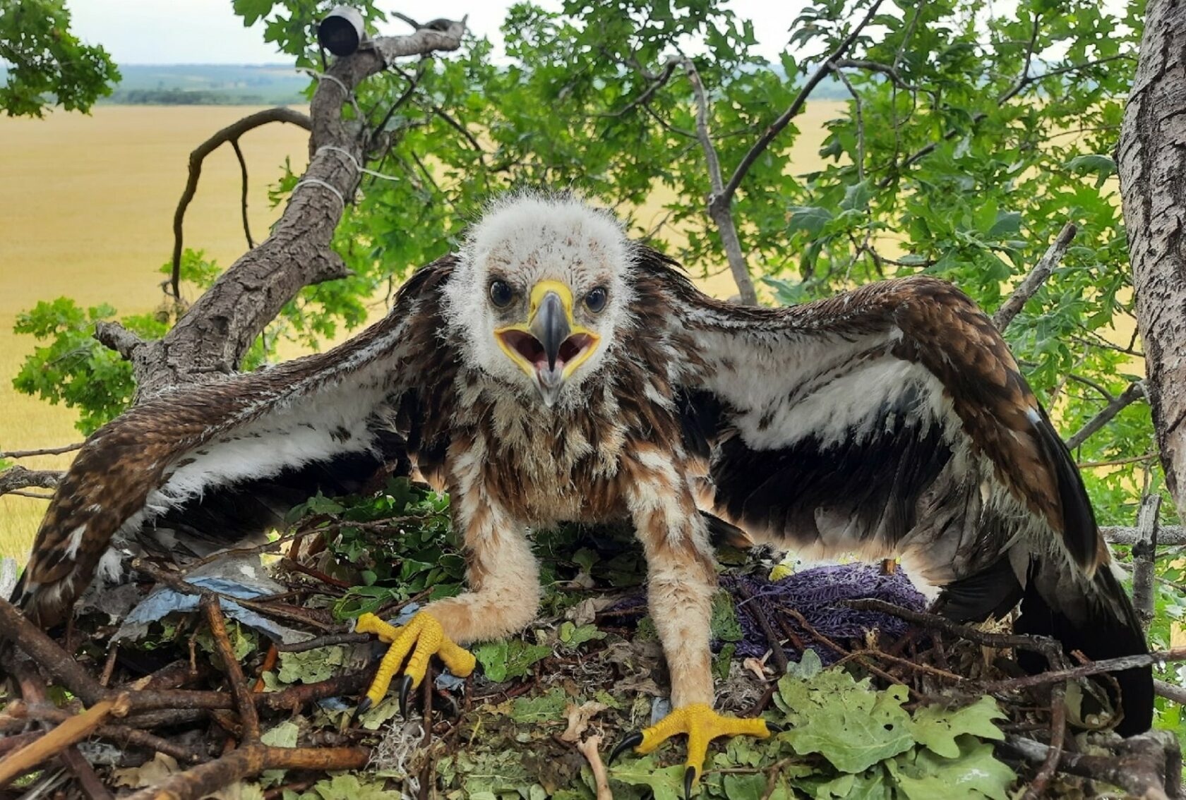 Птенец орла