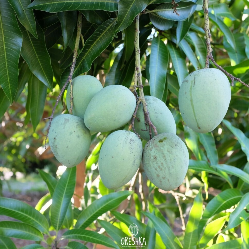 Mangifera). 