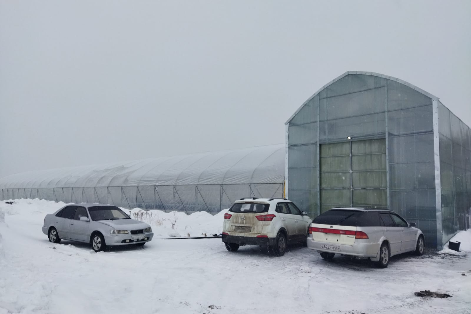 клубника в теплице