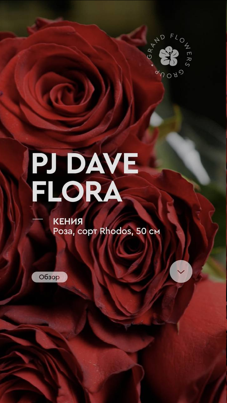 Обзор: роза сорта Rhodos с плантации PJ Dave Flora
