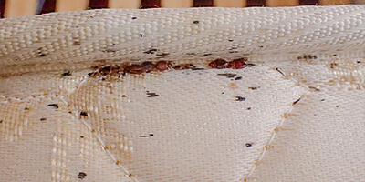 Где находятся клопы в диване