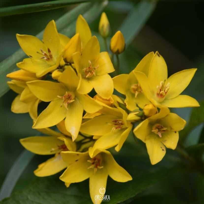 Вербейник обыкновенный Lysimachia vulgaris