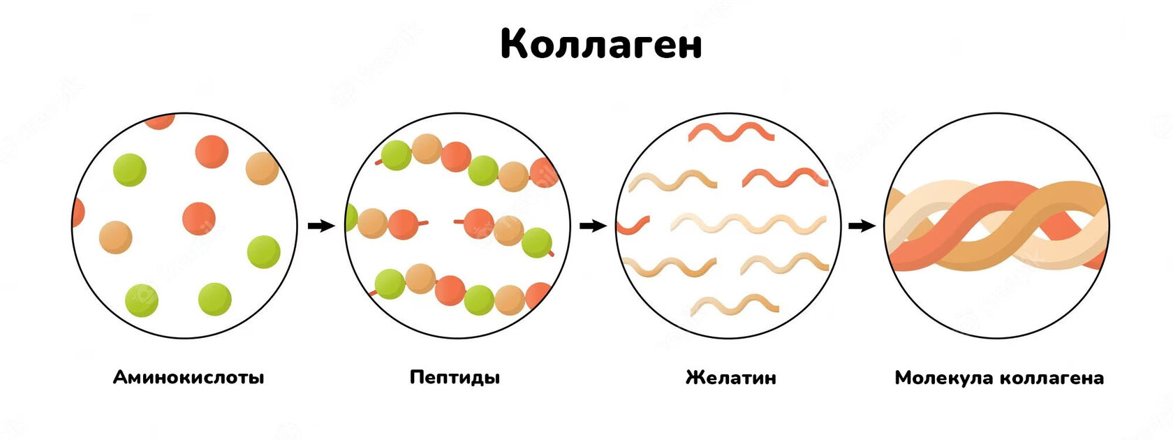 Пептиды коллагена