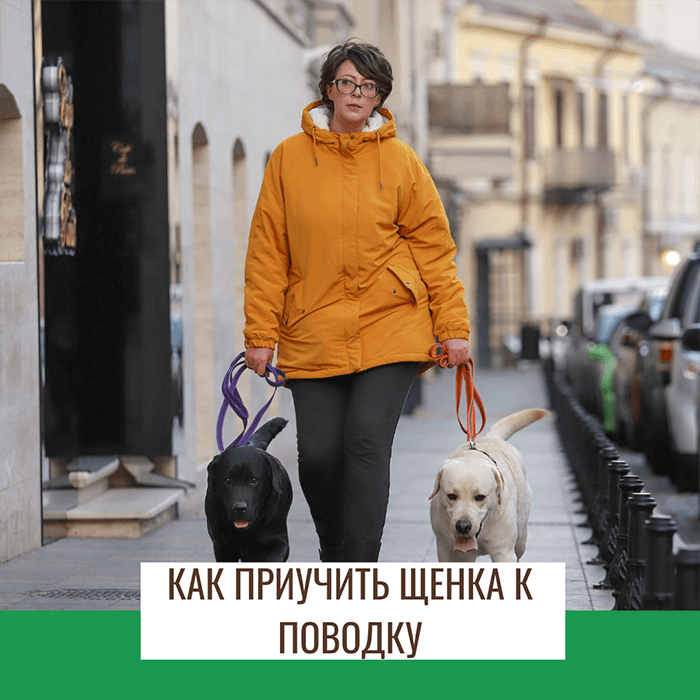 Как приучить щенка лабрадора к поводку.