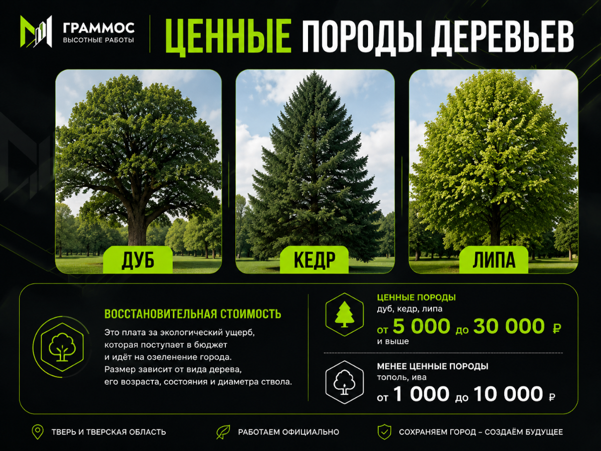Ценные породы деревьев в тверской области 