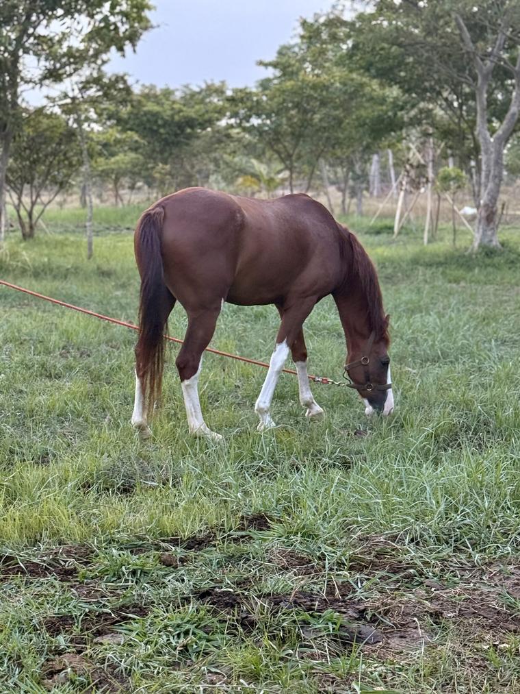 Horse grazing in a private equestrian estate in Sri Lanka.
