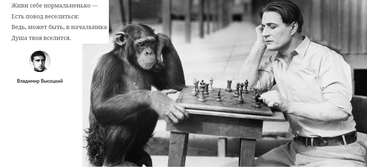 Представление ученые начинают звери умные. Шимпанзе и человек. Умная обезьяна.