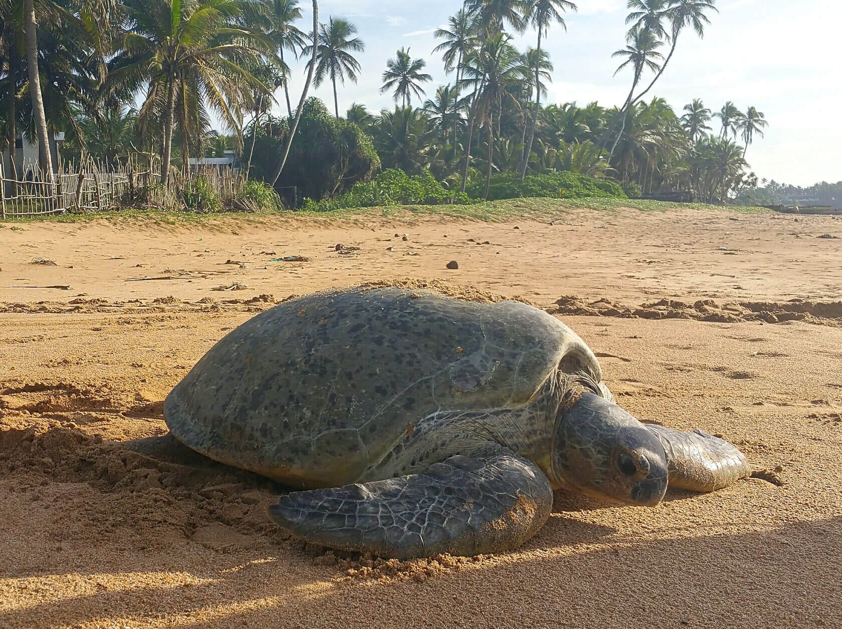 Пляж черепах на шри ланке. Хиккадува Шри Ланка Черепаший пляж. Шри Ланка Тангалле черепахи. Пляж Хиккадува Шри Ланка черепахи. Хиккадува пляж с черепахами.