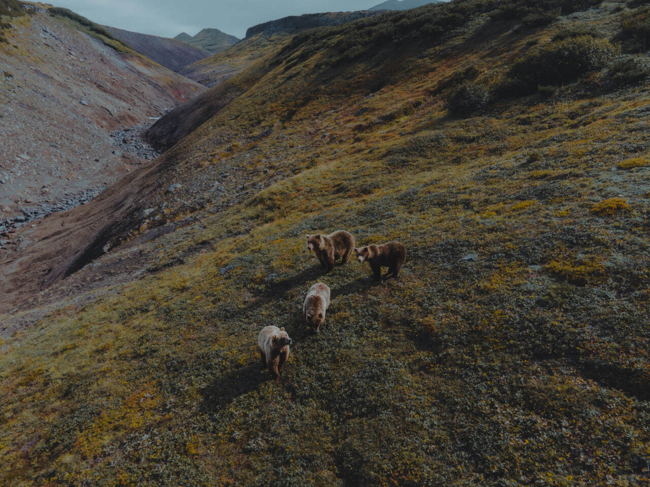 Камчатский бурый медведь