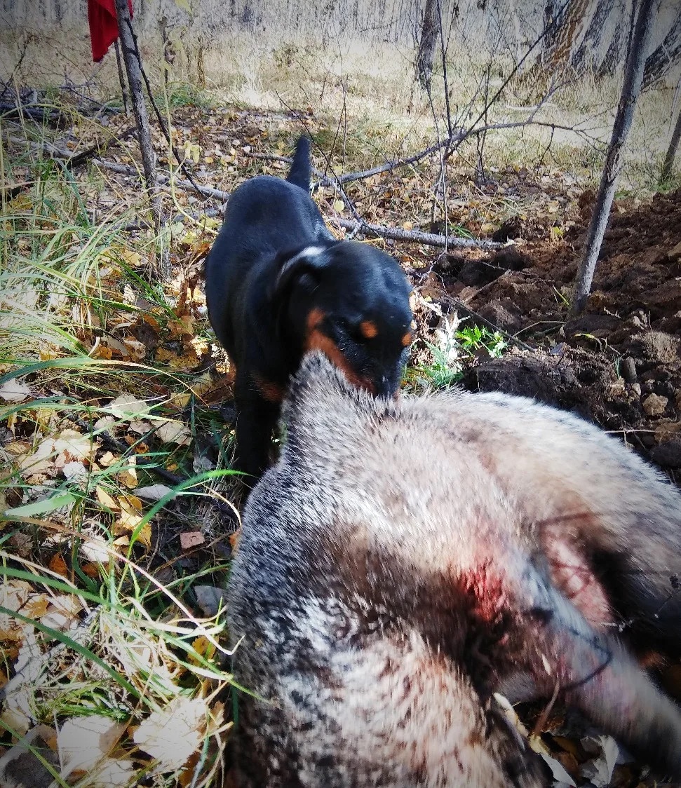 Активно-оборонительная реакция у ягдтерьера