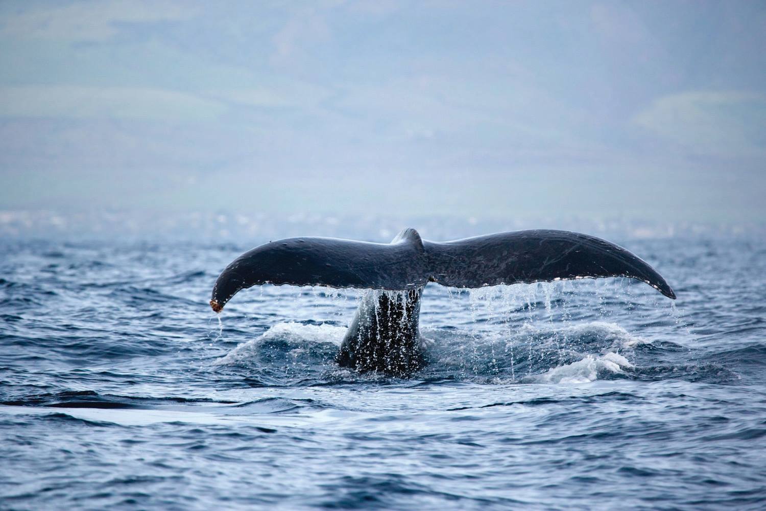 Горбатый кит на Баренцевом море