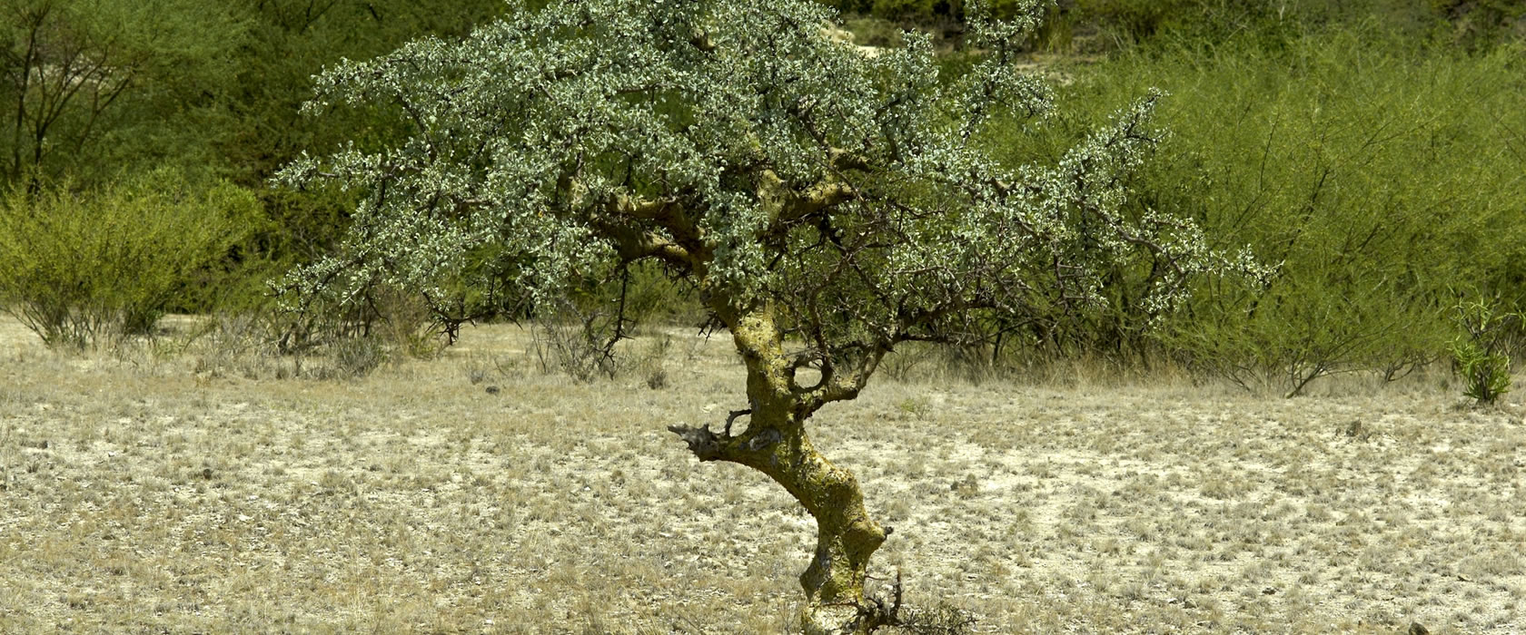 MYRRH, Commiphora myrrha