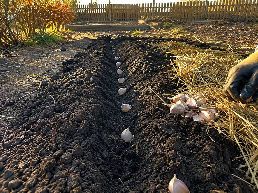 Planting garlic cloves in a fall garden bed for winter