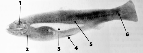 рентгенографическое изображение молоди лосося узв форель