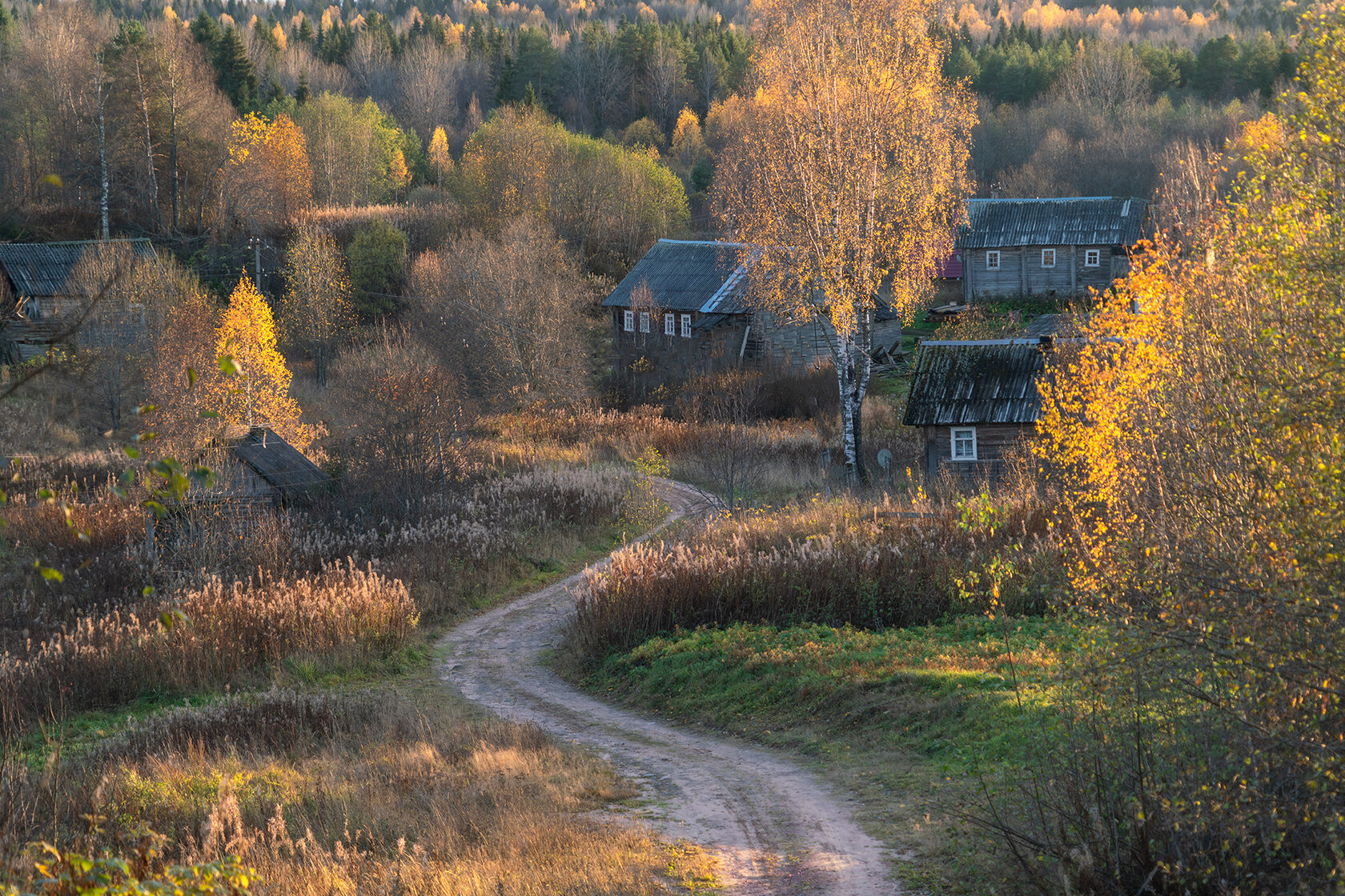 Вепсский лес осень