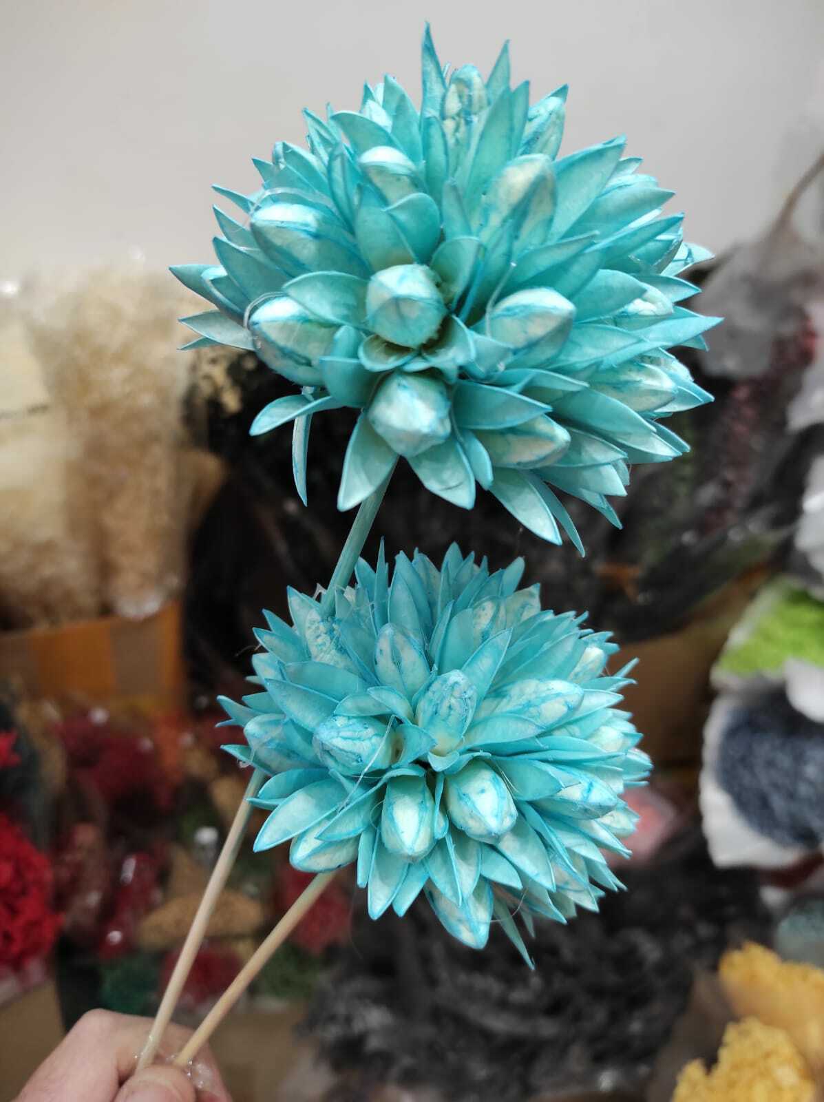 Магнолия Бол