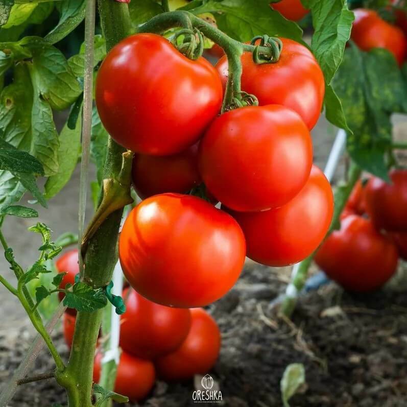 Seeds of Tomato Saint Pierre (solanum lycopersicum) — 10 pcs