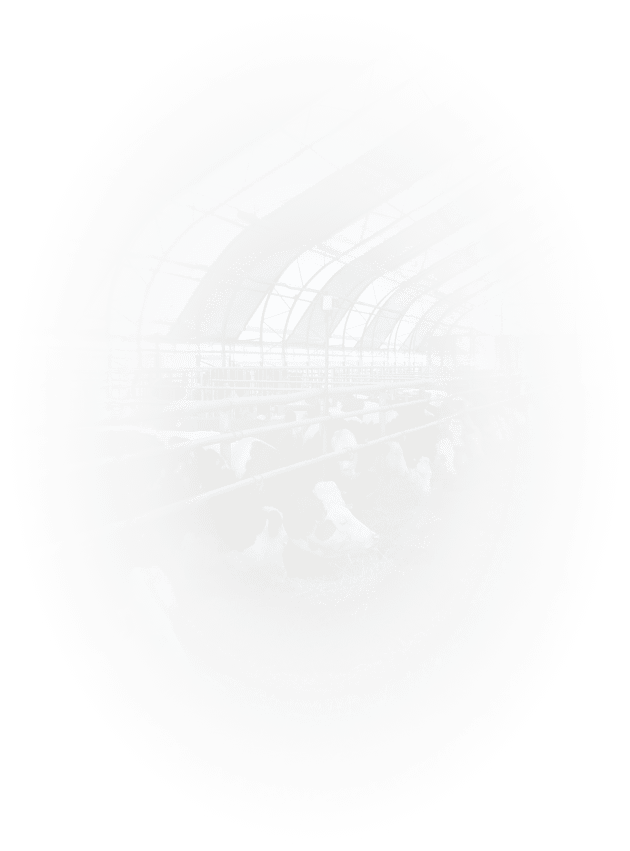 Коровник фон