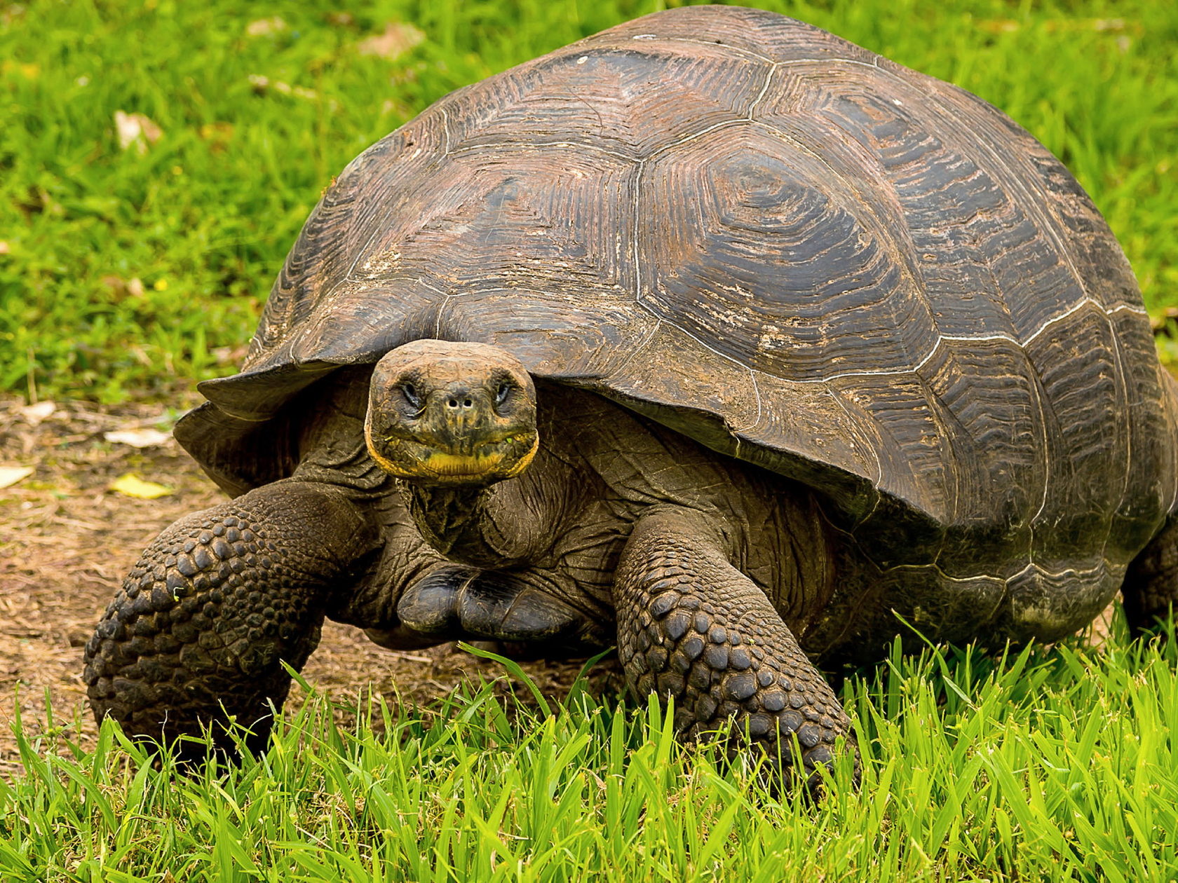 Слоновая черепаха относится к отряду. Галапагосская черепаха. Галапагосская слоновая черепаха. Сухопутная черепаха Галапагосы. Черепаха Гариетта.
