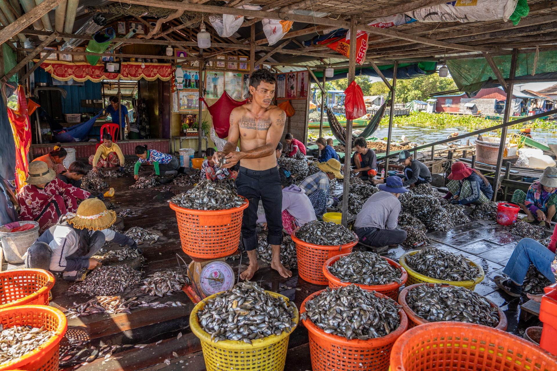 Cambodia | Joan de la Malla. Small fish are processed at Lake Tonlé Sap, where fisheries form the backbone of local livelihoods and food security