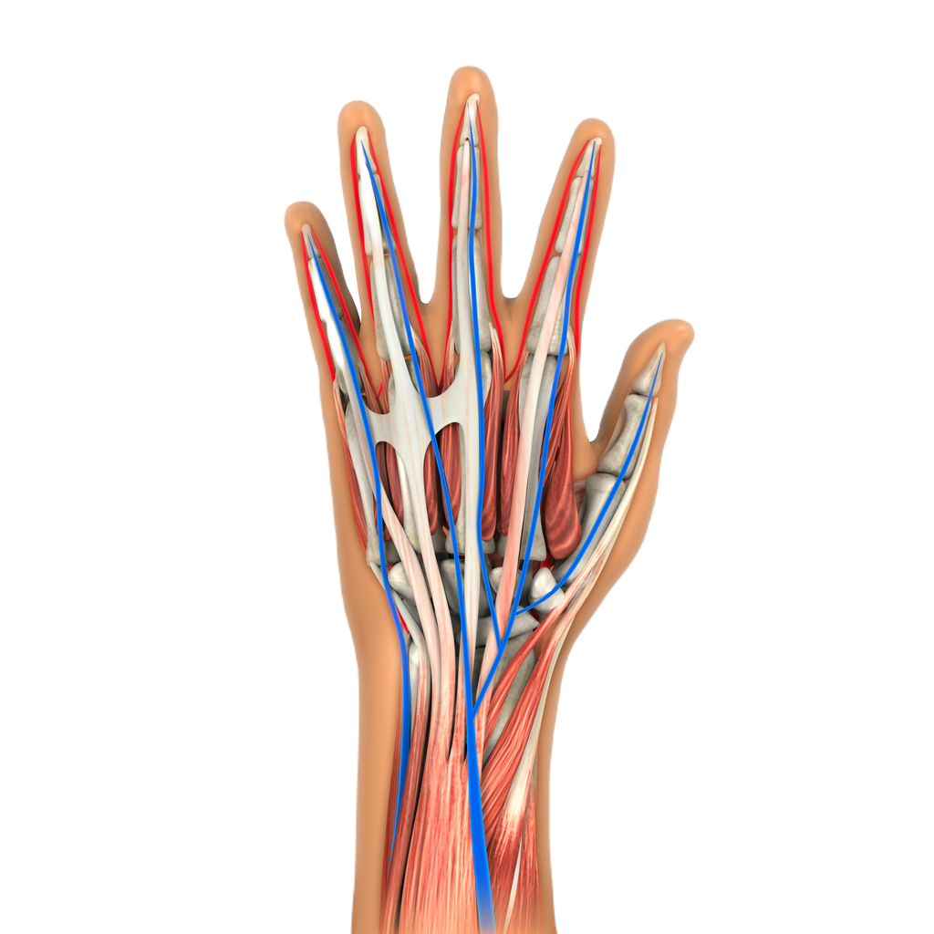 Травматолог кистевой хирург ортопед