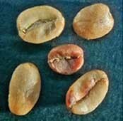 Веронезе пример дефекта кофе вариант 8