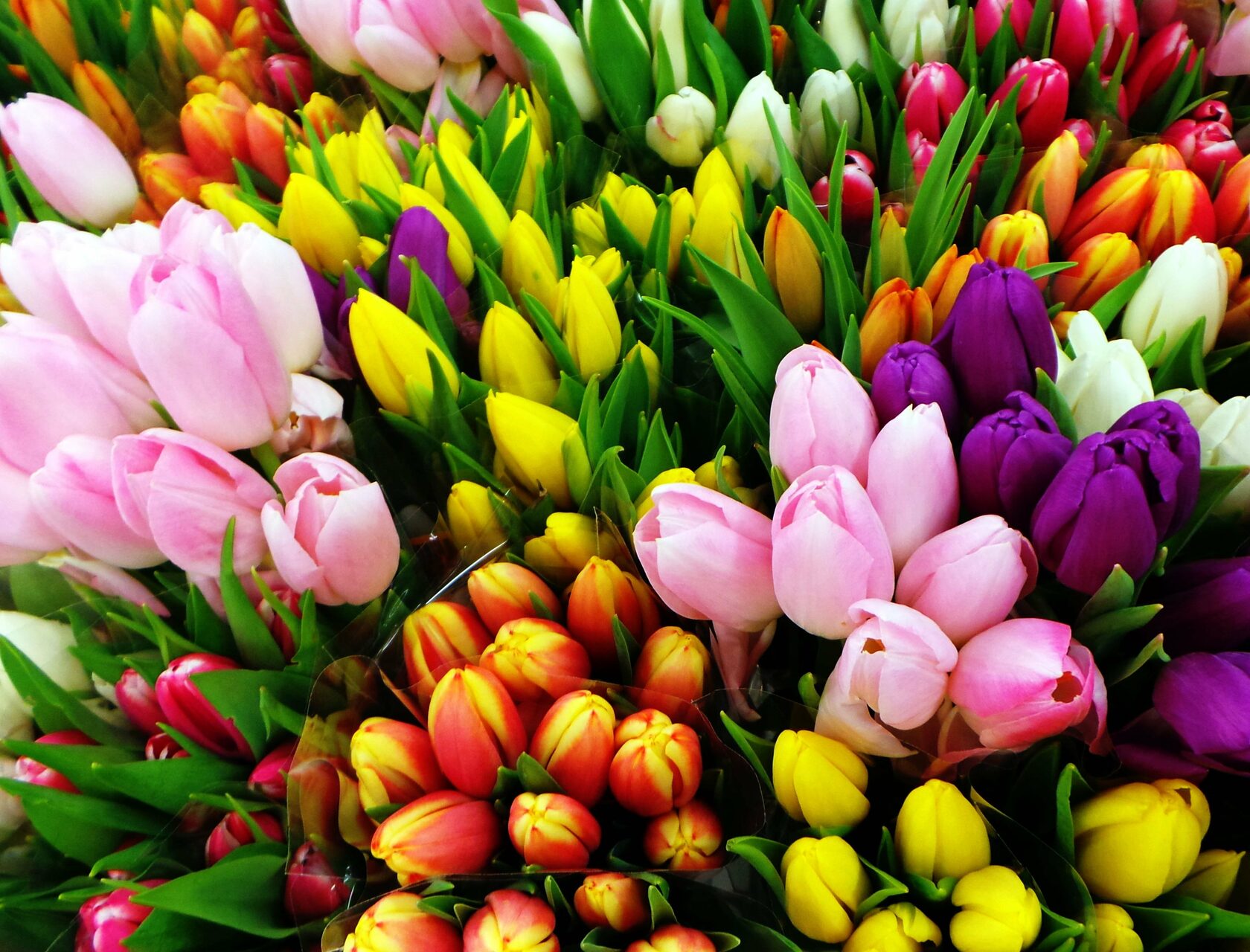 Больое количество разноцветных тюльпанов