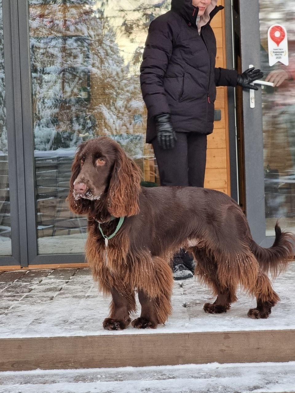 порода собак филд спаниель