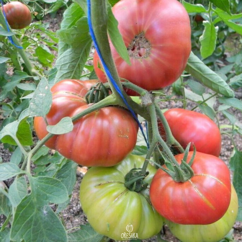 Seeds of Tomato Trees Bottom Band (solanum lycopersicum) — 10 pcs