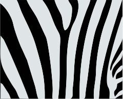 ZEBRA 