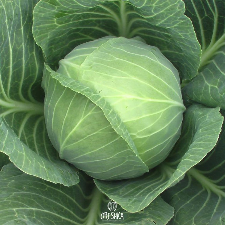 Seeds of June white cabbage (Brassica oleracea var. capitata) — 30 pcs