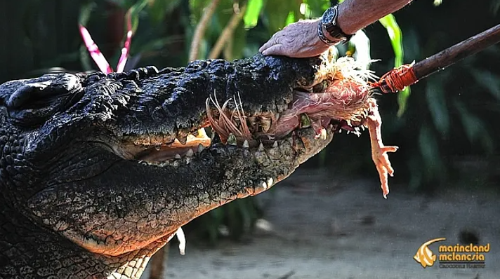 Крупнейший в мире крокодил все еще растет, достигнув ошеломляющего возраста